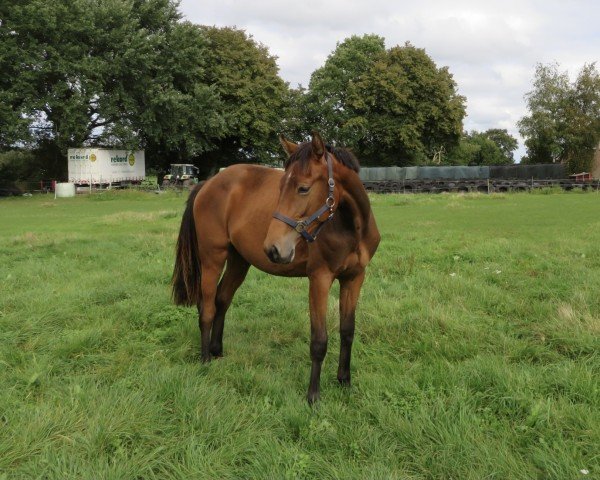 horse Stute von Karajan / Larimar (Holsteiner, 2020, from Karajan)