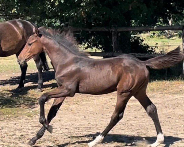 horse Hengst von United Way / Quiwi Air (Holsteiner, 2022, from UNITED WAY)
