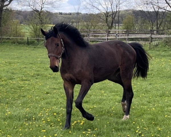 horse Stute von Charaktervoll / Catoo (Holsteiner, 2022, from Charaktervoll Hv)