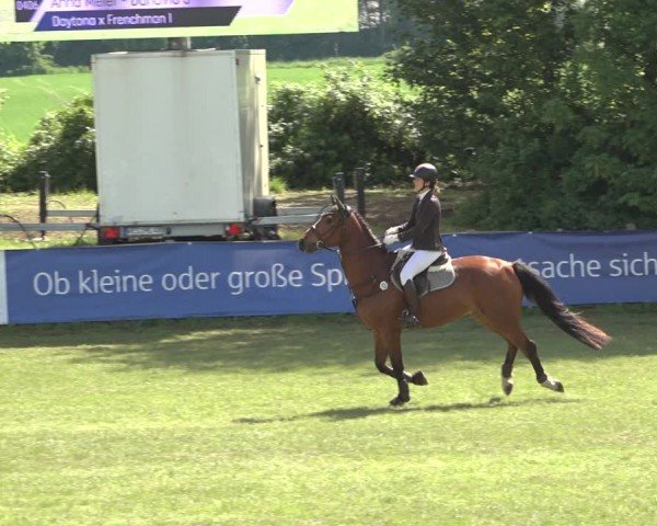 Reitturnier Scharnebeck 2024