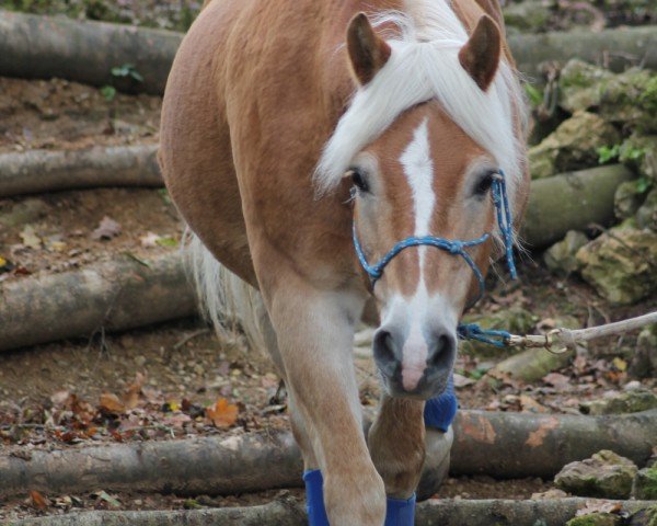 Pferd Nico (3,125% ox) (Edelbluthaflinger, 1993, von Albin (6,25% ox)) Pferd Nico (3,125% ox) (Edelbluthaflinger, 1993, von Albin (6,25% ox))