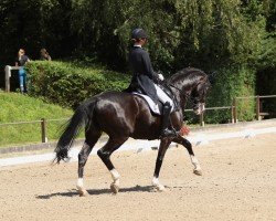 dressage horse San Salvador 43 (Westphalian, 2010, from Sandro Hit)