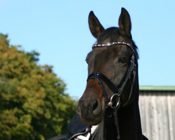 horse Herzkrokant (Trakehner, 2008, from Krokant)