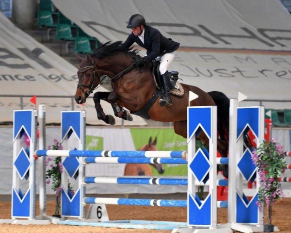 jumper Cashfire (Holsteiner, 2016, from Cash and Carry)
