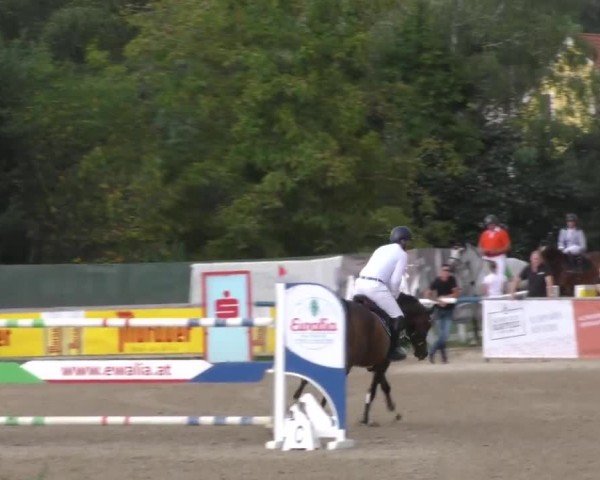 Reitturnier Gniebing-Feldbach 2022