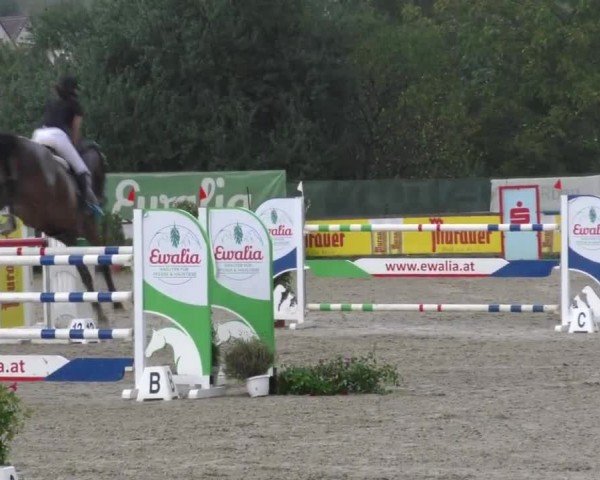 Reitturnier Gniebing-Feldbach 2022