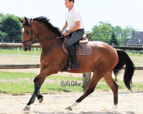 horse Cyrk (Holsteiner, 2015, from Catoo)