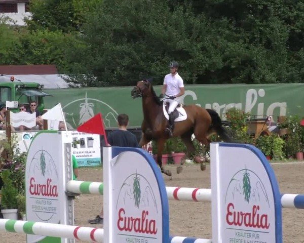 Reitturnier Gniebing-Feldbach 2022