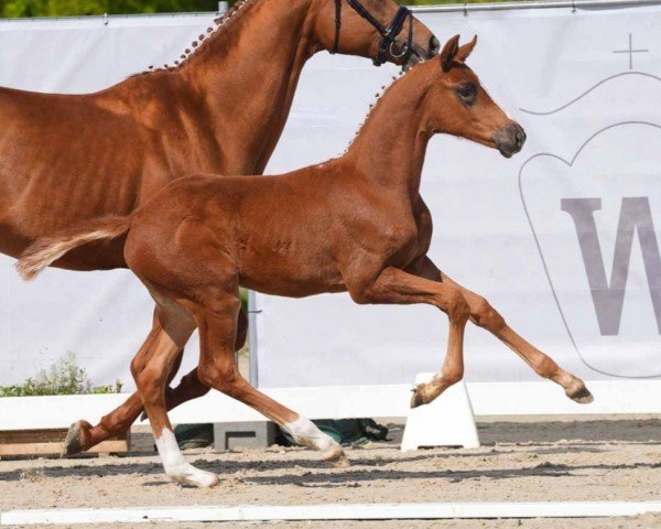 horse Velvet (Westphalian, 2024, from Vivamor)