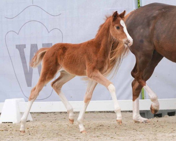 Pferd Grand Slam (Westfale, 2024, von Global Dancer)