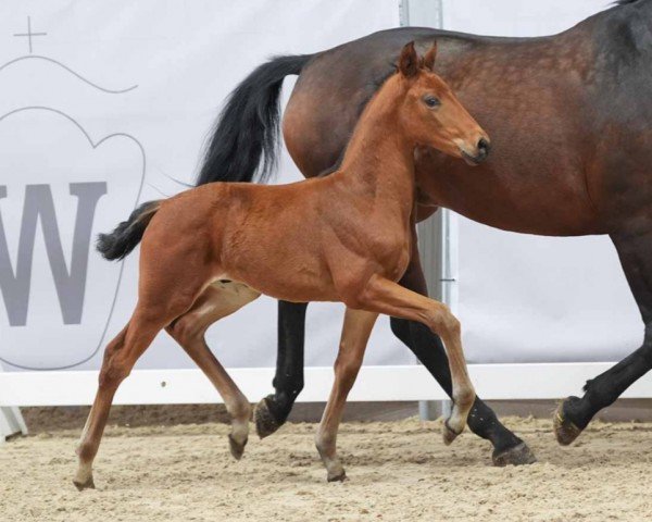 horse Velix (Westphalian, 2024, from Vision)