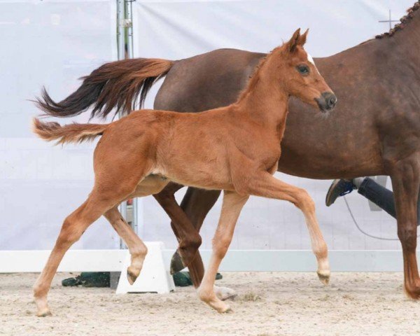 horse Ballerina (Westphalian, 2024, from Bon Esprit)
