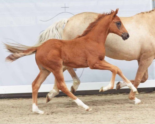 horse Ven (Westphalian, 2024, from Vitalis)