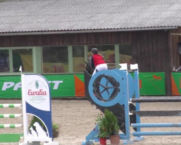 Reitturnier Gniebing-Feldbach 2022