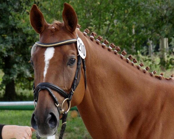 horse Donna Rubinia (Trakehner, 2011, from Lichtblick TSF)