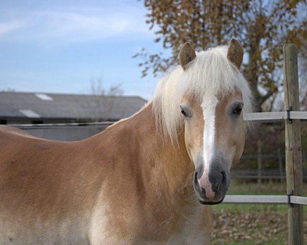 Pferd Smudo (Haflinger, 2004, von Stolz)