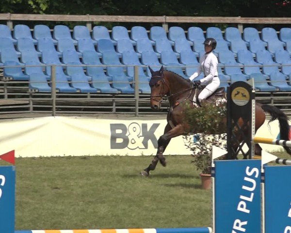 Reitturnier Scharnebeck 2024