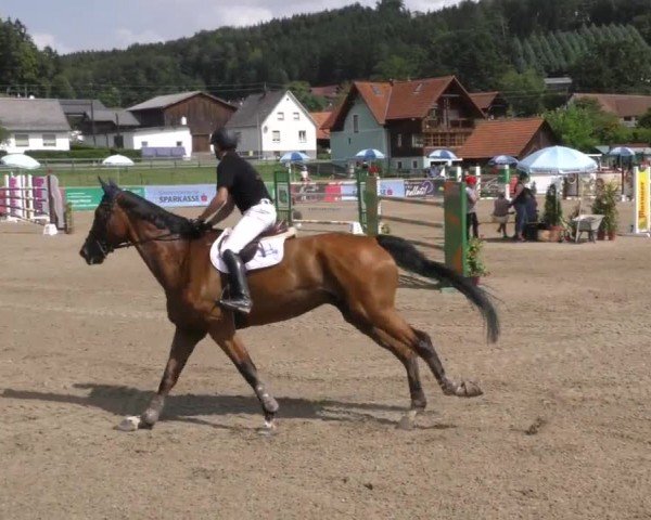 Reitturnier Gniebing-Feldbach 2022