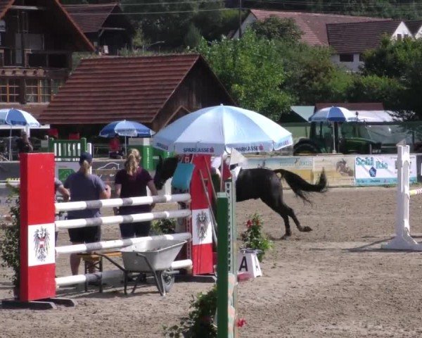 Reitturnier Gniebing-Feldbach 2022