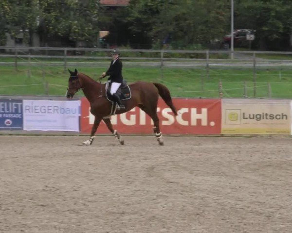Reitturnier Gniebing-Feldbach 2022