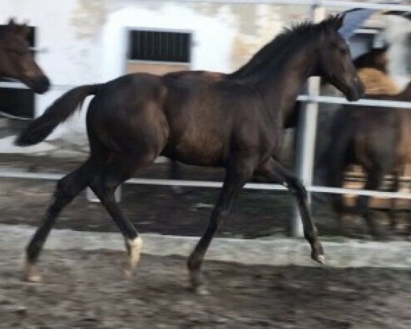 horse Schwuppdiwupp GS (Austrian Warmblood, 2019, from Secret)