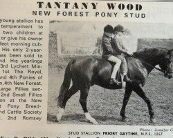 stallion Priory Gaytime (New Forest Pony, 1964, from Burton Starlight)