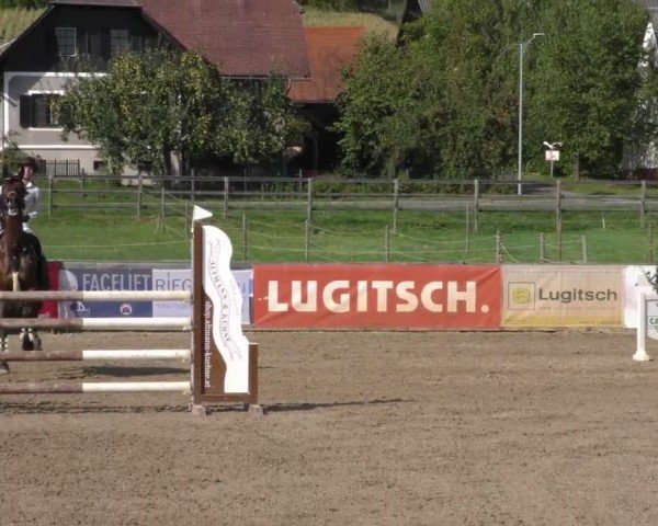 Reitturnier Gniebing-Feldbach 2022