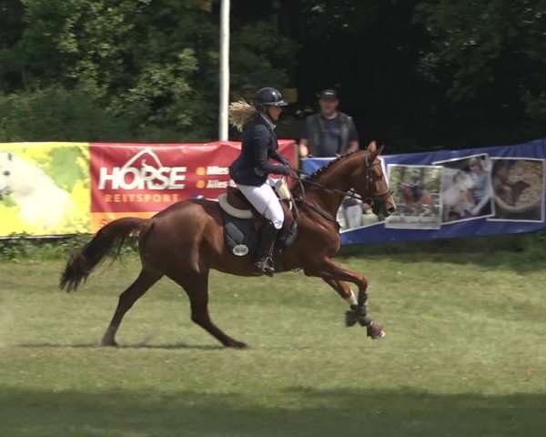 Reitturnier Scharnebeck 2024