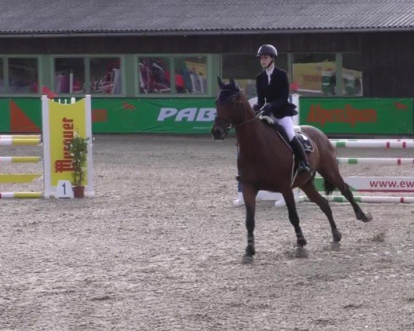 Reitturnier Gniebing-Feldbach 2022