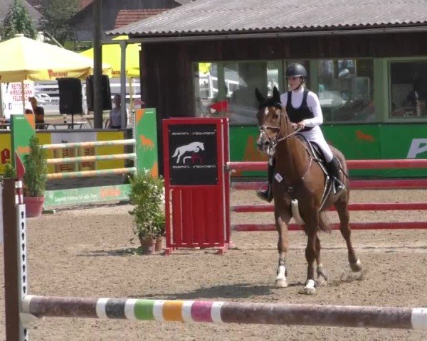 Reitturnier Gniebing-Feldbach 2022
