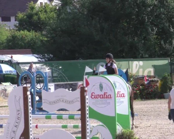 Reitturnier Gniebing-Feldbach 2022