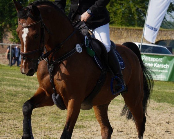 Springpferd Athena W (KWPN (Niederländisches Warmblut), 2005, von Celano)