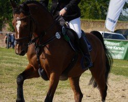Springpferd Athena W (KWPN (Niederländisches Warmblut), 2005, von Celano)
