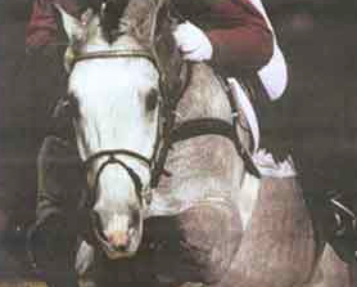 Deckhengst Campione (Holsteiner, 1988, von Capitol I)