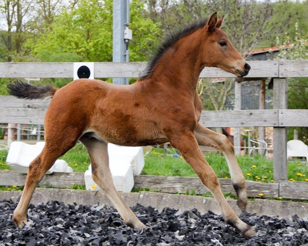 Pferd Schokolino Santini S (Hannoveraner, 2024, von Morricone)