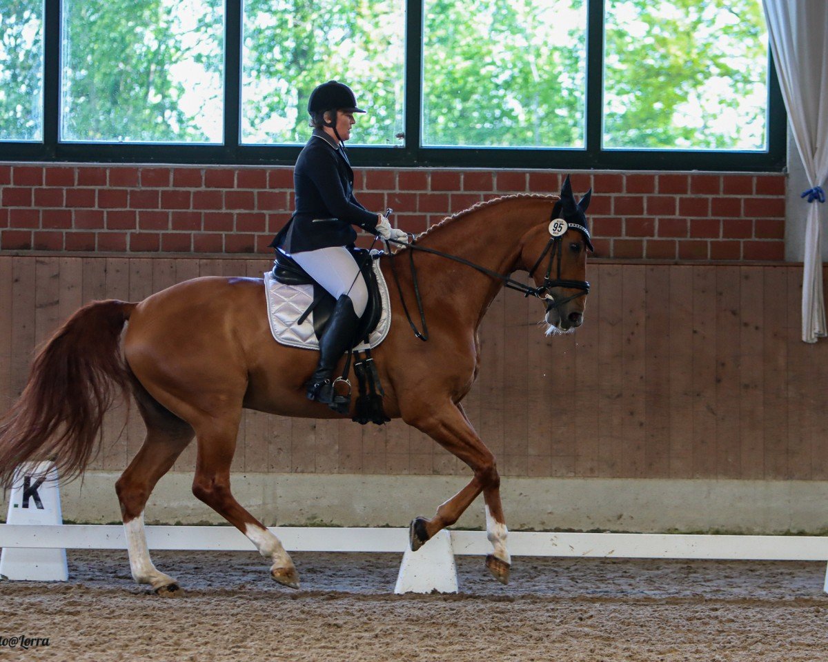 dressage horse Beat of My Heart (Rhinelander, 2013, from Belissimo NRW)