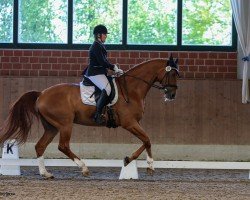 dressage horse Beat of My Heart (Rhinelander, 2013, from Belissimo NRW)