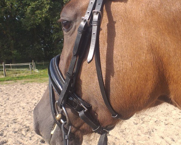 broodmare Dancing Mathilda CL (German Riding Pony, 2020, from Dance Star AT NRW)