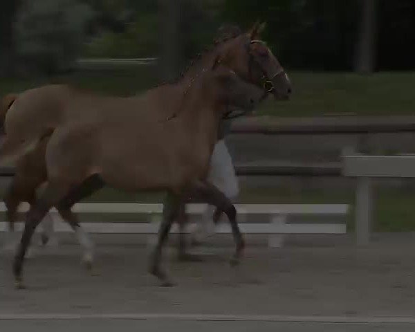 Video of Dancing Mathilda CL