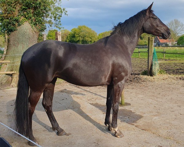 horse Bonnie Black (Hanoverian, 2019, from Bon Coeur)