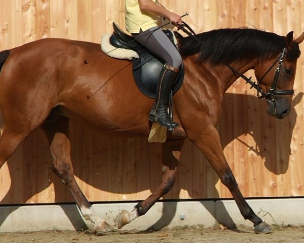 Zuchtstute Victoria-Opera (Trakehner, 2001, von Peking Opera xx)