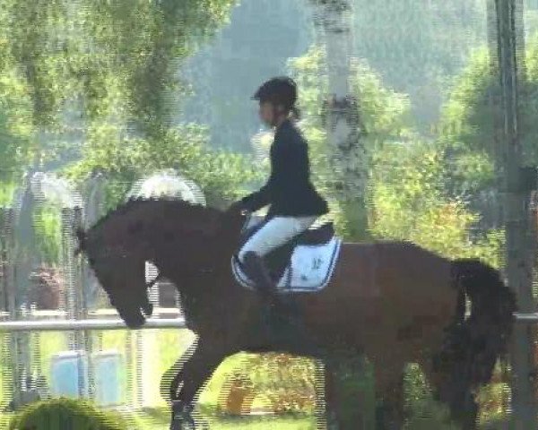 Reitturnier Hille 2012