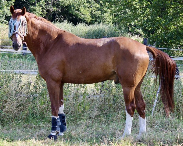Dressurpferd Belvedere L (Oldenburger, 2017, von Ballantines)