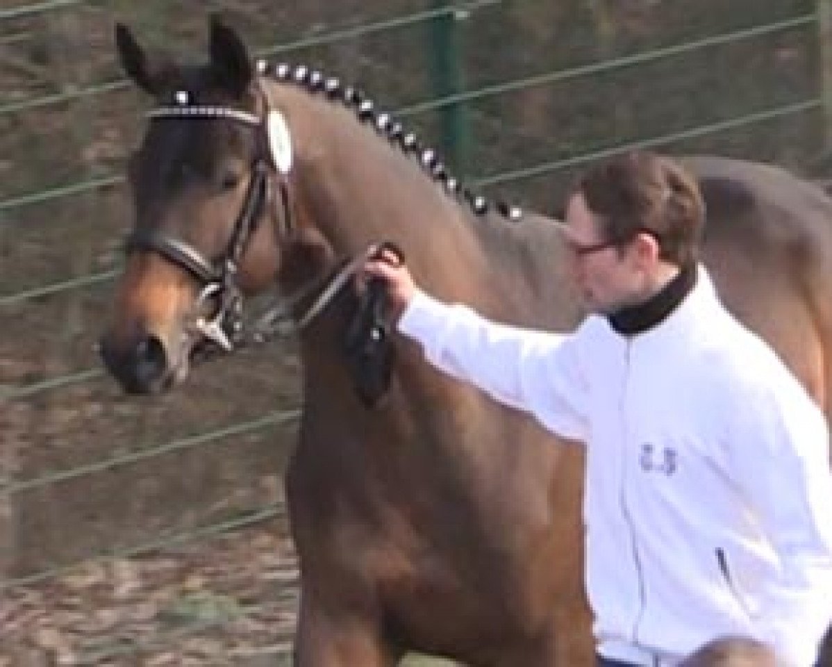 Pferd Aris (Trakehner, 2012, von E.H. Millennium)