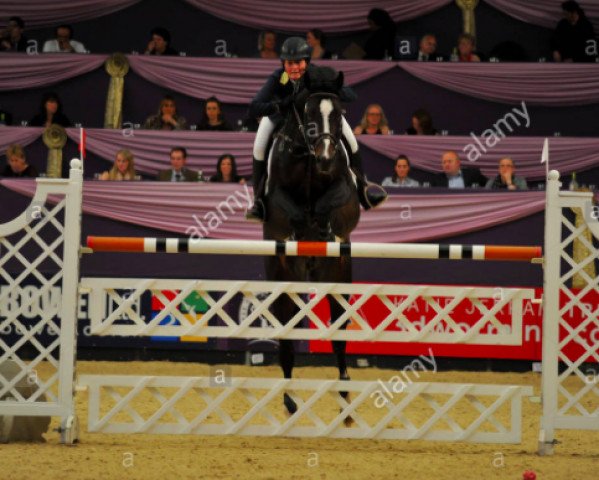 jumper Gemmarco 16 (anglo european sporthorse, 2009, from Unbelievable Darco) jumper Gemmarco 16 (anglo european sporthorse, 2009, from Unbelievable Darco)