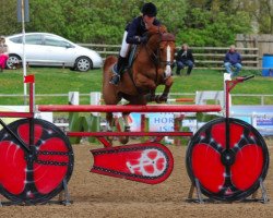 broodmare Doucardi (Belgian Warmblood, 2008, from Douglas)