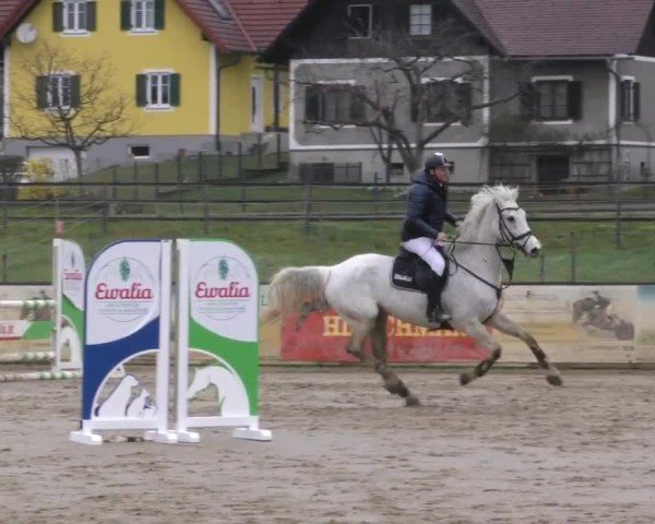 Reitturnier Gniebing-Feldbach 2022