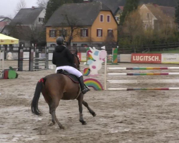 Reitturnier Gniebing-Feldbach 2022