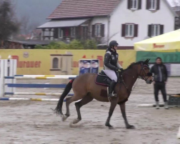 Reitturnier Gniebing-Feldbach 2022