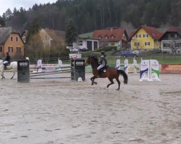 Reitturnier Gniebing-Feldbach 2022